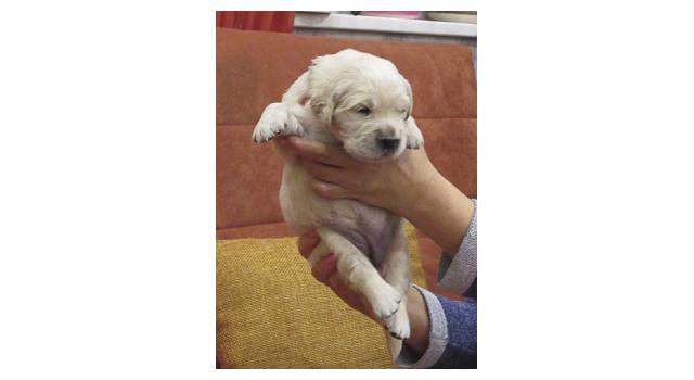 Щенки папийона (папильона) в питомнике Бон Плезир Щенки папийона (папильона) в питомнике Бон Плезир