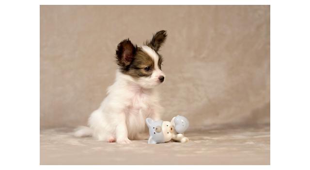 Щенки папийона (папильона) в питомнике Бон Плезир Щенки папийона (папильона) в питомнике Бон Плезир