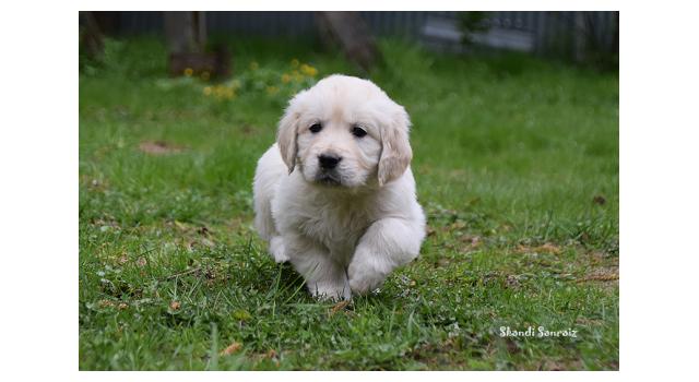 Puppies of papillon in Bon Plaisir Kennel Puppies of papillon in Bon Plaisir Kennel