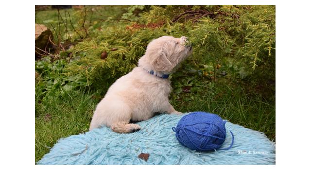 Щенки папийона (папильона) в питомнике Бон Плезир Щенки папийона (папильона) в питомнике Бон Плезир