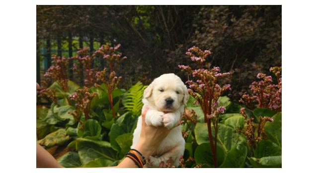 Щенки папийона (папильона) в питомнике Бон Плезир Щенки папийона (папильона) в питомнике Бон Плезир