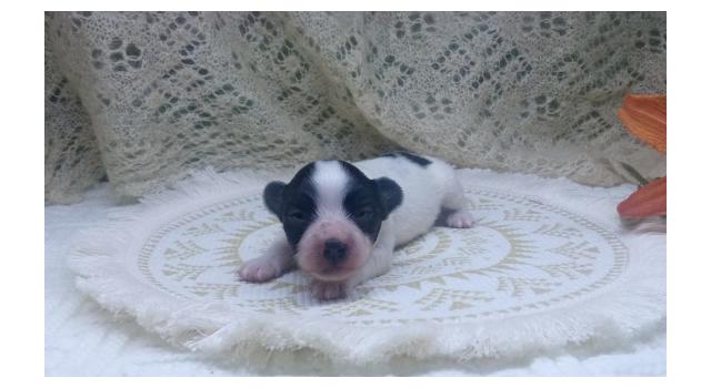 Щенки папийона (папильона) в питомнике Бон Плезир Щенки папийона (папильона) в питомнике Бон Плезир