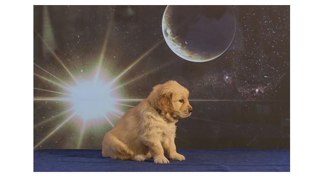 Щенки папийона (папильона) в питомнике Бон Плезир Щенки папийона (папильона) в питомнике Бон Плезир