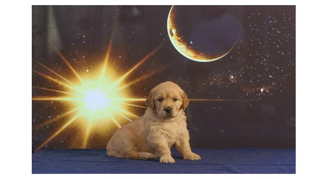 Щенки папийона (папильона) в питомнике Бон Плезир Щенки папийона (папильона) в питомнике Бон Плезир