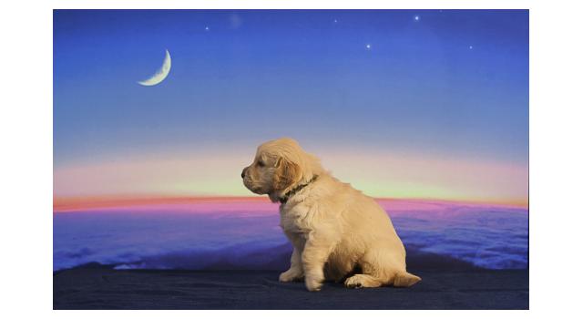 Щенки папийона (папильона) в питомнике Бон Плезир Щенки папийона (папильона) в питомнике Бон Плезир