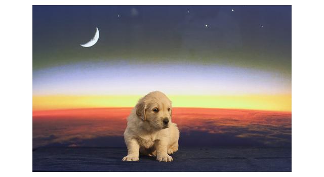 Щенки папийона (папильона) в питомнике Бон Плезир Щенки папийона (папильона) в питомнике Бон Плезир