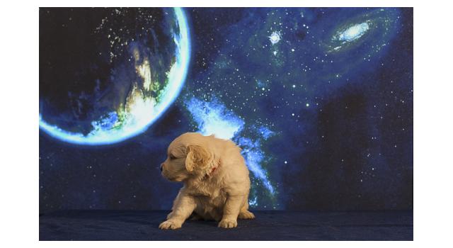 Щенки папийона (папильона) в питомнике Бон Плезир Щенки папийона (папильона) в питомнике Бон Плезир