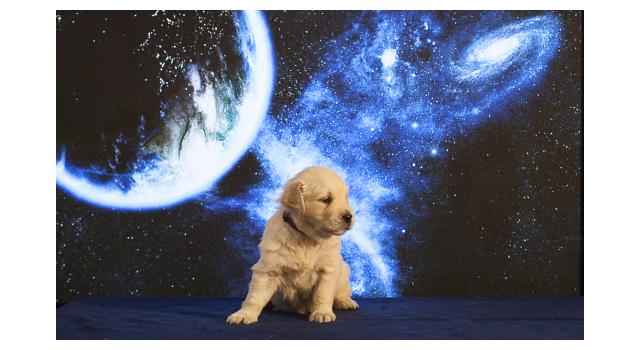 Щенки папийона (папильона) в питомнике Бон Плезир Щенки папийона (папильона) в питомнике Бон Плезир