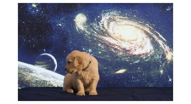 Щенки папийона (папильона) в питомнике Бон Плезир Щенки папийона (папильона) в питомнике Бон Плезир