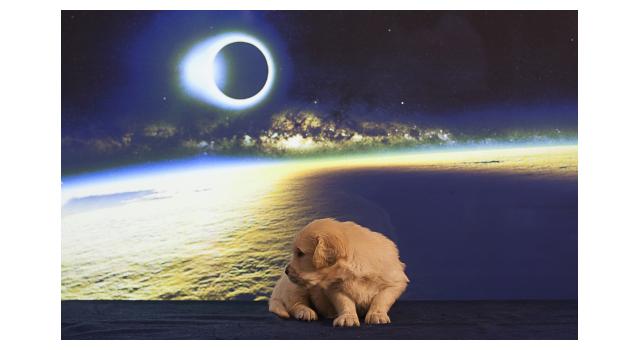 Щенки папийона (папильона) в питомнике Бон Плезир Щенки папийона (папильона) в питомнике Бон Плезир