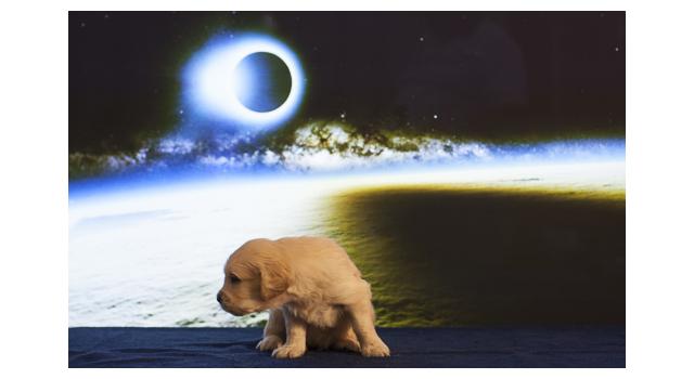 Щенки папийона (папильона) в питомнике Бон Плезир Щенки папийона (папильона) в питомнике Бон Плезир