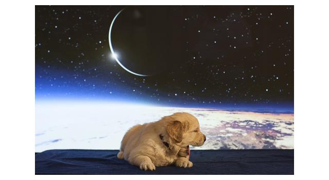 Щенки папийона (папильона) в питомнике Бон Плезир Щенки папийона (папильона) в питомнике Бон Плезир