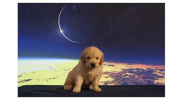 Щенки папийона (папильона) в питомнике Бон Плезир Щенки папийона (папильона) в питомнике Бон Плезир