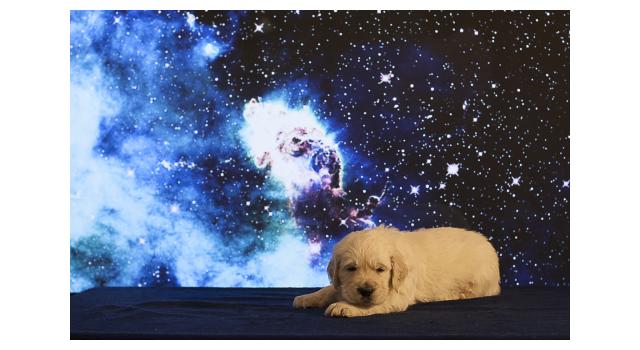 Щенки папийона (папильона) в питомнике Бон Плезир Щенки папийона (папильона) в питомнике Бон Плезир