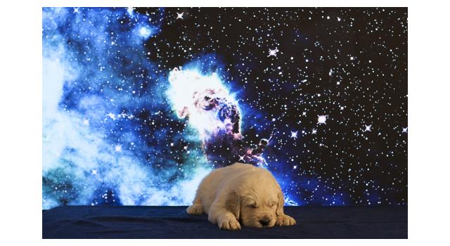 Щенки папийона (папильона) в питомнике Бон Плезир Щенки папийона (папильона) в питомнике Бон Плезир