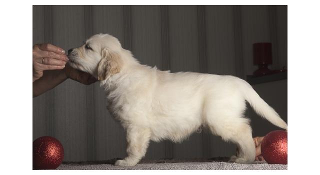 Щенки папийона (папильона) в питомнике Бон Плезир Щенки папийона (папильона) в питомнике Бон Плезир