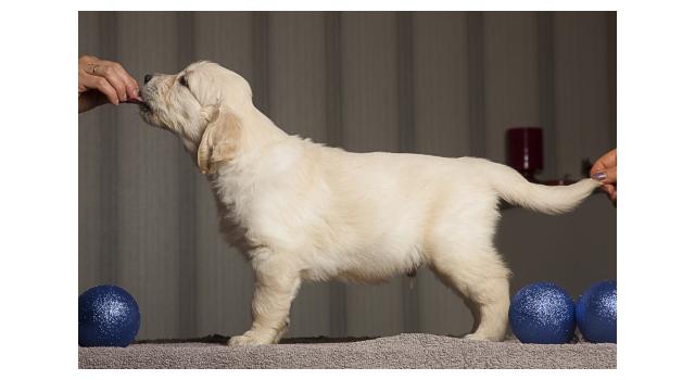 Щенки папийона (папильона) в питомнике Бон Плезир Щенки папийона (папильона) в питомнике Бон Плезир