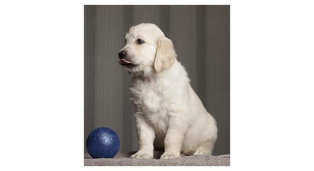 Щенки папийона (папильона) в питомнике Бон Плезир Щенки папийона (папильона) в питомнике Бон Плезир