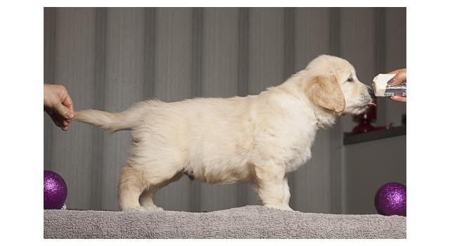 Щенки папийона (папильона) в питомнике Бон Плезир Щенки папийона (папильона) в питомнике Бон Плезир