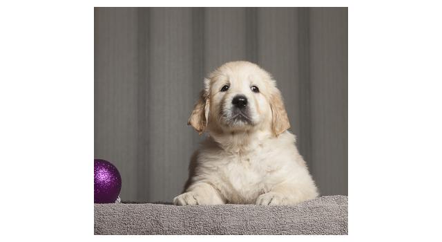 Щенки папийона (папильона) в питомнике Бон Плезир Щенки папийона (папильона) в питомнике Бон Плезир