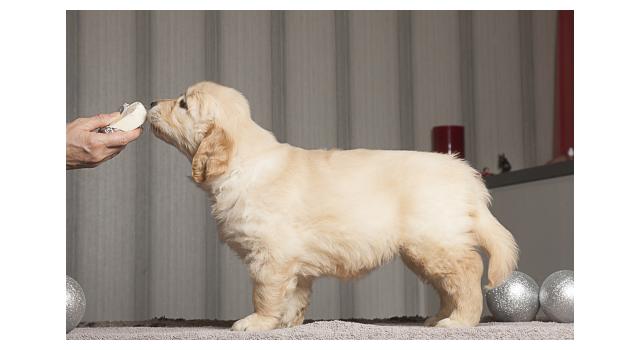 Щенки папийона (папильона) в питомнике Бон Плезир Щенки папийона (папильона) в питомнике Бон Плезир