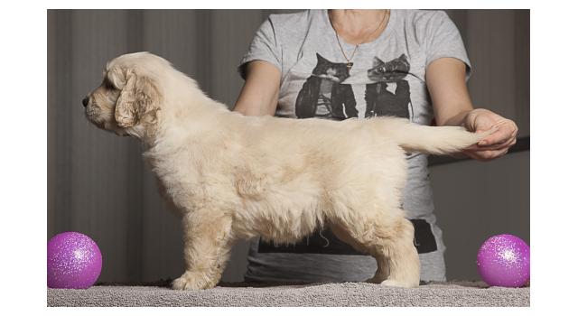 Щенки папийона (папильона) в питомнике Бон Плезир Щенки папийона (папильона) в питомнике Бон Плезир