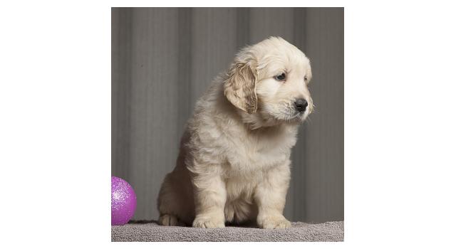 Щенки папийона (папильона) в питомнике Бон Плезир Щенки папийона (папильона) в питомнике Бон Плезир
