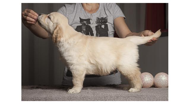 Щенки папийона (папильона) в питомнике Бон Плезир Щенки папийона (папильона) в питомнике Бон Плезир