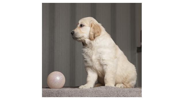 Щенки папийона (папильона) в питомнике Бон Плезир Щенки папийона (папильона) в питомнике Бон Плезир