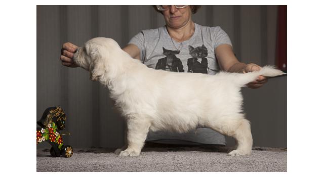 Щенки папийона (папильона) в питомнике Бон Плезир Щенки папийона (папильона) в питомнике Бон Плезир