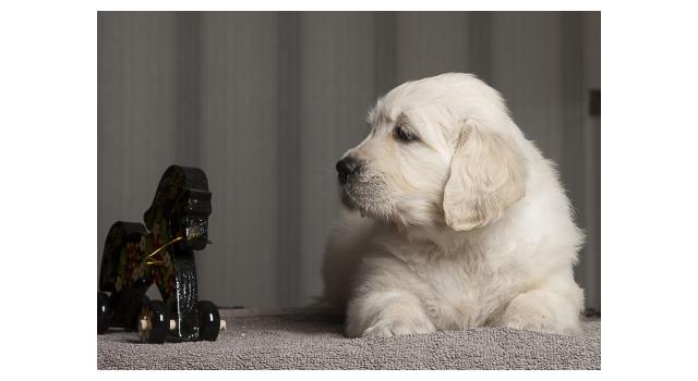 Щенки папийона (папильона) в питомнике Бон Плезир Щенки папийона (папильона) в питомнике Бон Плезир