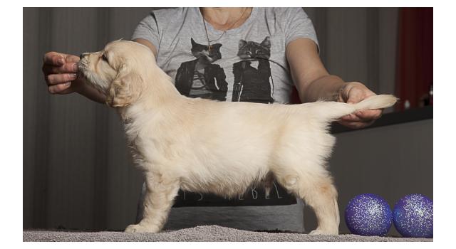 Щенки папийона (папильона) в питомнике Бон Плезир Щенки папийона (папильона) в питомнике Бон Плезир