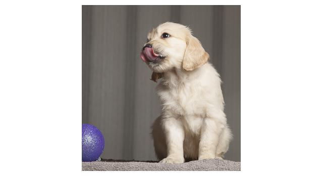 Щенки папийона (папильона) в питомнике Бон Плезир Щенки папийона (папильона) в питомнике Бон Плезир