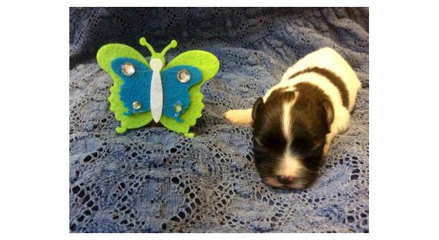 Щенки папийона (папильона) в питомнике Бон Плезир Щенки папийона (папильона) в питомнике Бон Плезир