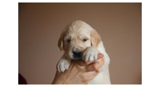 Щенки папийона (папильона) в питомнике Бон Плезир Щенки папийона (папильона) в питомнике Бон Плезир