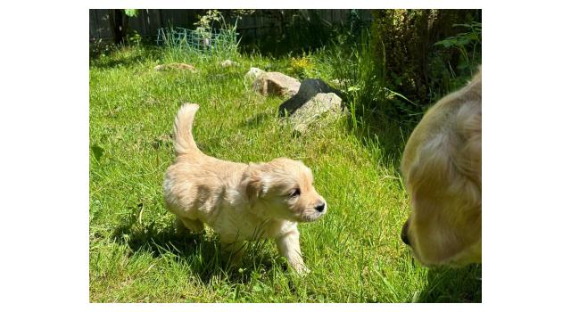 Щенки папийона (папильона) в питомнике Бон Плезир Щенки папийона (папильона) в питомнике Бон Плезир