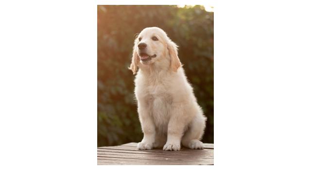 Щенки папийона (папильона) в питомнике Бон Плезир Щенки папийона (папильона) в питомнике Бон Плезир