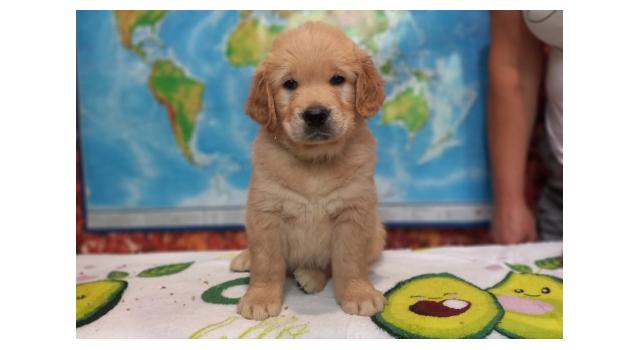 Щенки папийона (папильона) в питомнике Бон Плезир Щенки папийона (папильона) в питомнике Бон Плезир