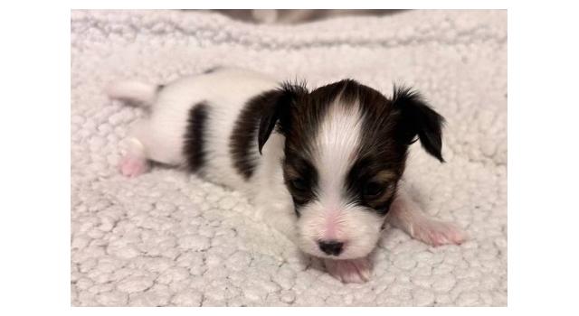 Щенки папийона (папильона) в питомнике Бон Плезир Щенки папийона (папильона) в питомнике Бон Плезир