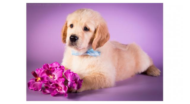 Щенки папийона (папильона) в питомнике Бон Плезир Щенки папийона (папильона) в питомнике Бон Плезир