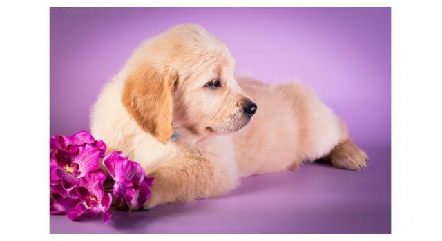 Щенки папийона (папильона) в питомнике Бон Плезир Щенки папийона (папильона) в питомнике Бон Плезир