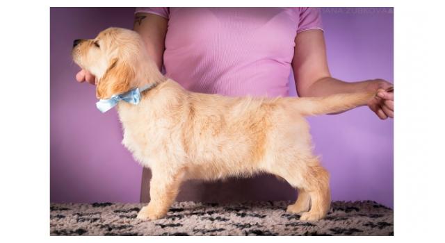 Щенки папийона (папильона) в питомнике Бон Плезир Щенки папийона (папильона) в питомнике Бон Плезир