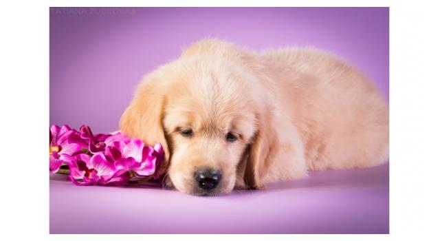 Щенки папийона (папильона) в питомнике Бон Плезир Щенки папийона (папильона) в питомнике Бон Плезир