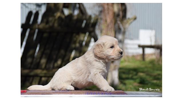 Puppies of papillon in Bon Plaisir Kennel Puppies of papillon in Bon Plaisir Kennel