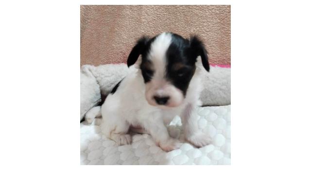 Щенки папийона (папильона) в питомнике Бон Плезир Щенки папийона (папильона) в питомнике Бон Плезир