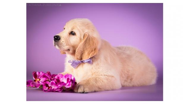 Щенки папийона (папильона) в питомнике Бон Плезир Щенки папийона (папильона) в питомнике Бон Плезир