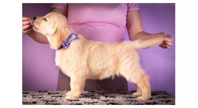 Щенки папийона (папильона) в питомнике Бон Плезир Щенки папийона (папильона) в питомнике Бон Плезир