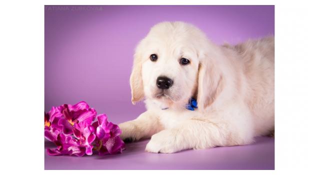 Щенки папийона (папильона) в питомнике Бон Плезир Щенки папийона (папильона) в питомнике Бон Плезир