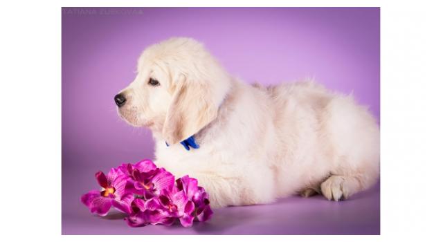 Щенки папийона (папильона) в питомнике Бон Плезир Щенки папийона (папильона) в питомнике Бон Плезир