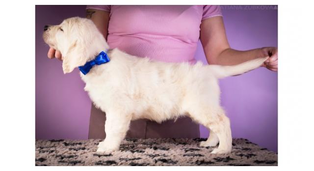 Щенки папийона (папильона) в питомнике Бон Плезир Щенки папийона (папильона) в питомнике Бон Плезир